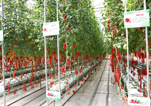 蔬菜无土栽培技术，怎样简化无土栽培大棚菜？